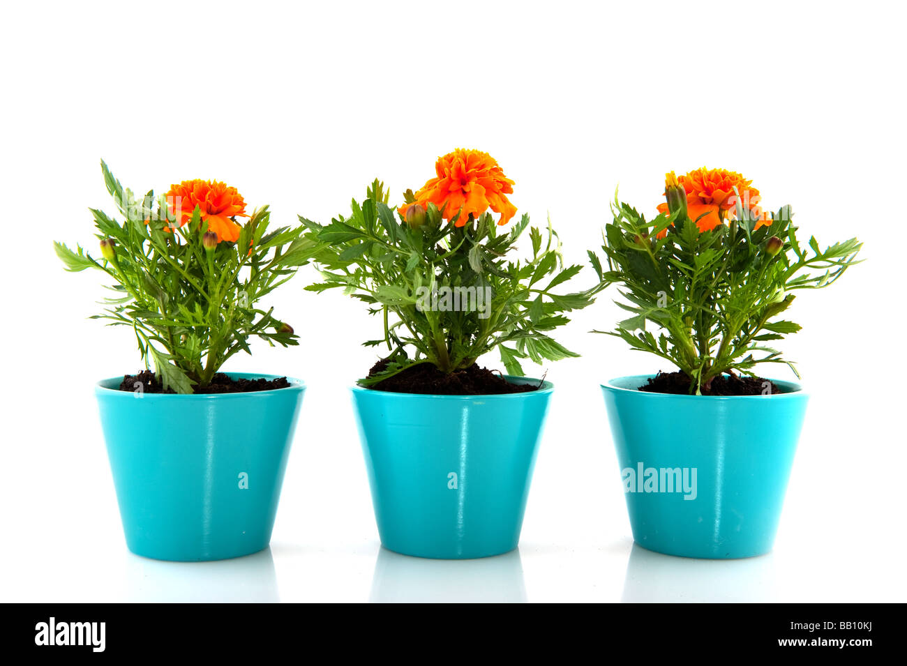 French marigolds in blue flower pots Stock Photo