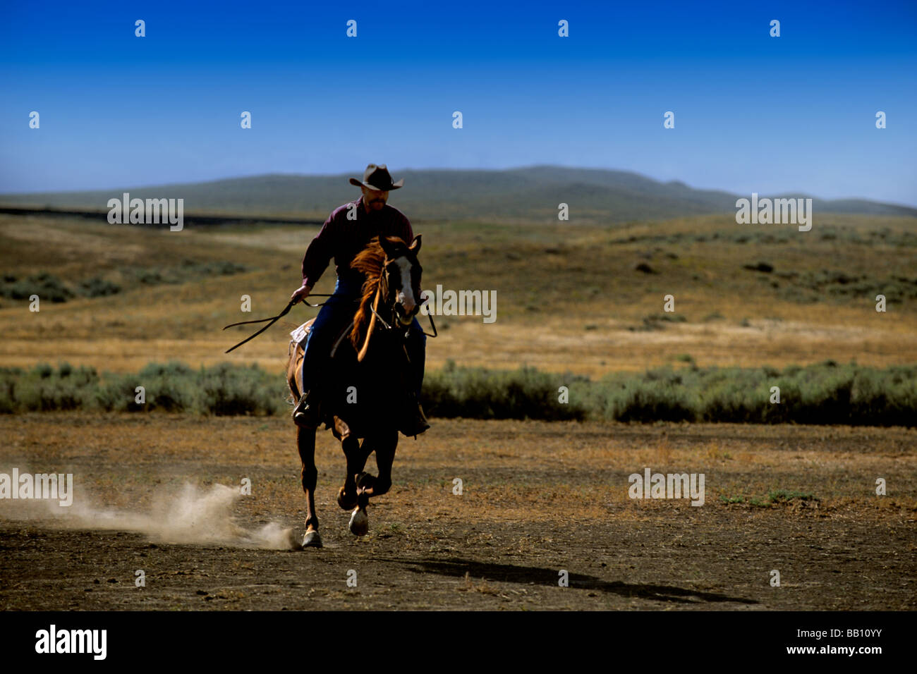 Cowboy riding horse on the dusty prairie of Billings Montana Stock