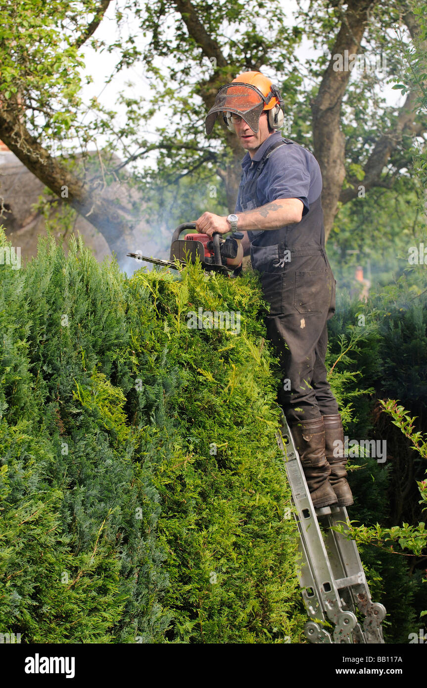 Gardener cutting a Leylandii hedge from a ladder and using a petrol ...