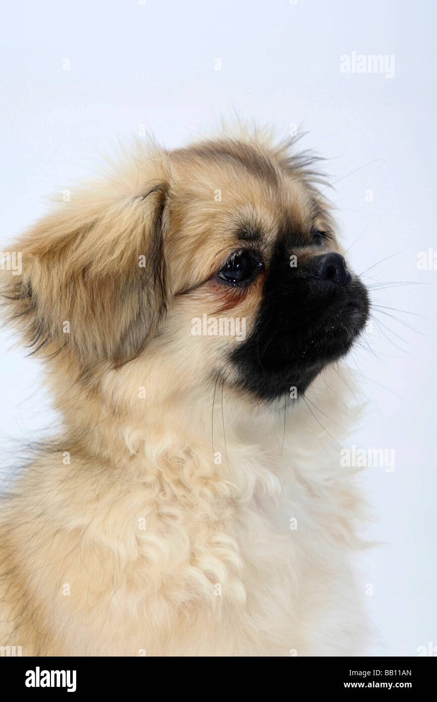 Tibetan Spaniel puppy 4 1 2 month Stock Photo