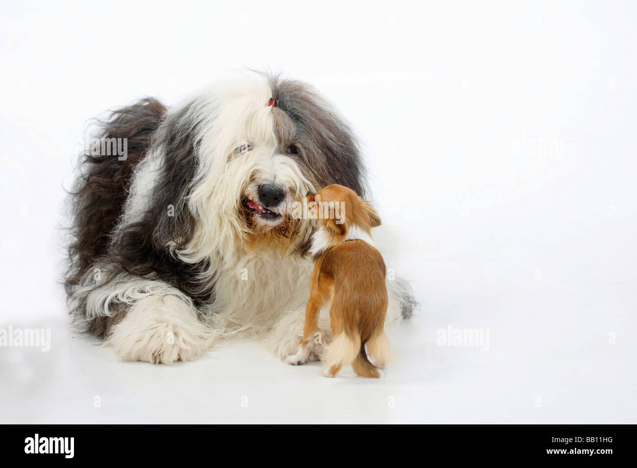 Bobtail And Chihuahua Longhaired Old English Sheepdog Stock Photo