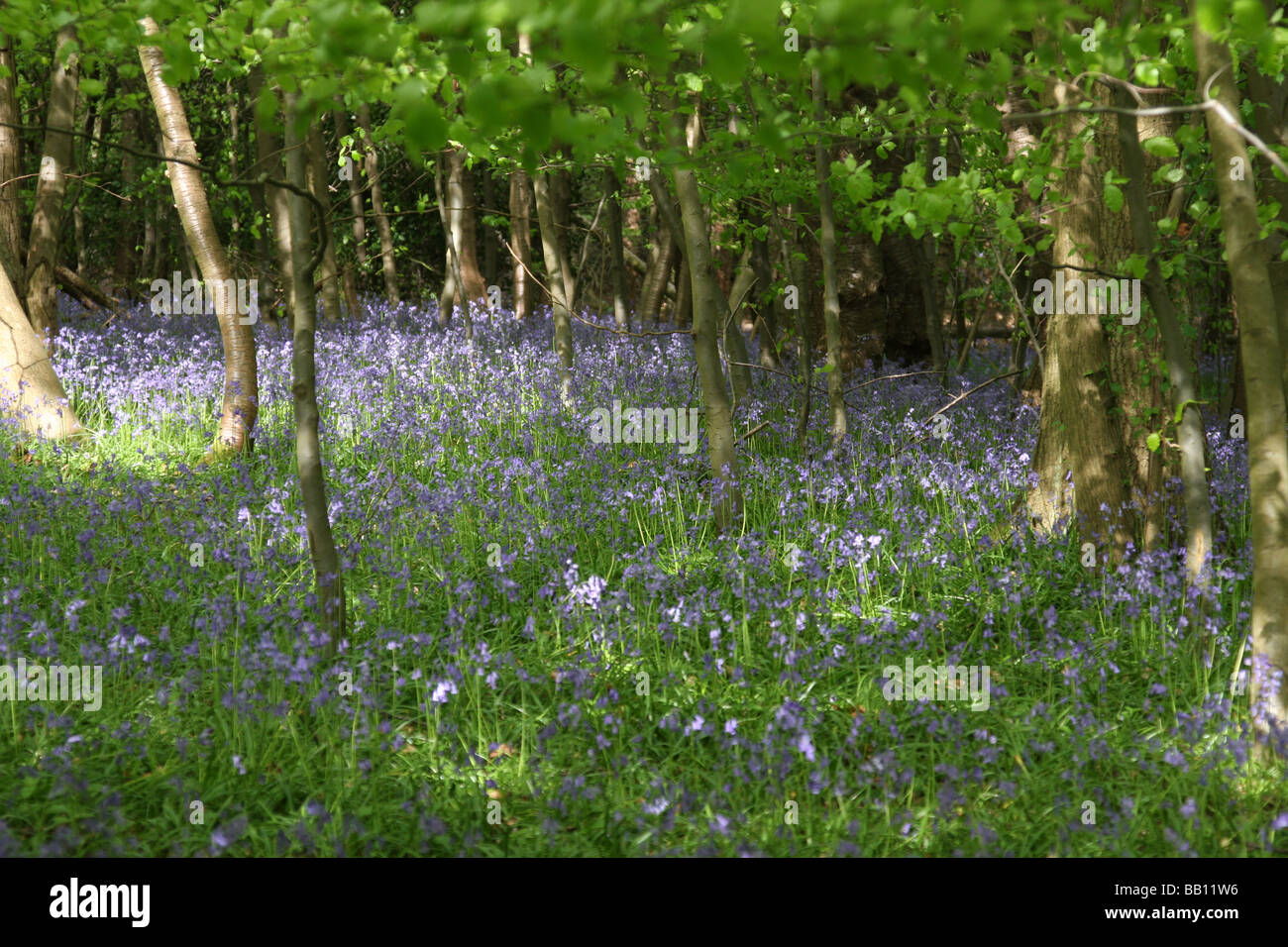 wild english bluebells in woods Stock Photo - Alamy