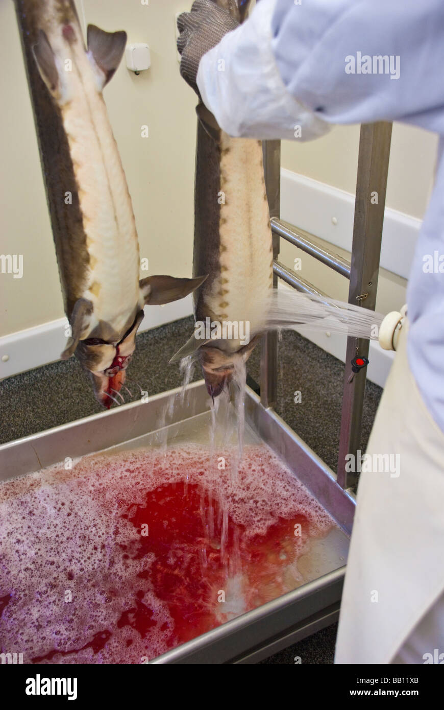 Slaughtering Siberian Sturgeon for caviar Production at the sturgeon