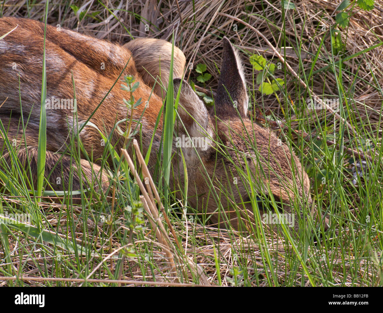 young babe roe deer Stock Photo