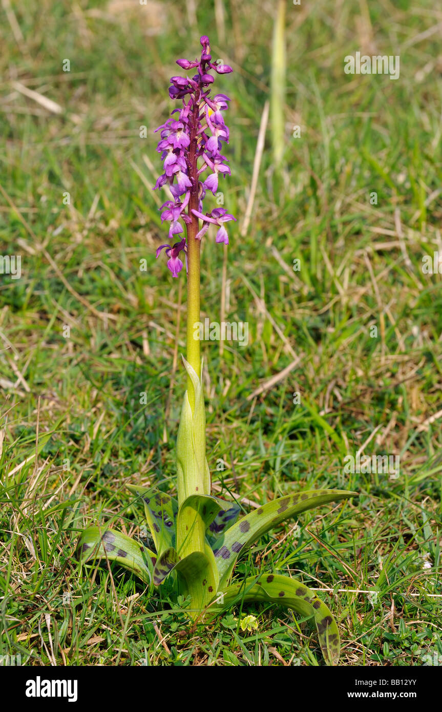 Early Purple Orchid Orchis mascula Showing spotted leaves Stock Photo