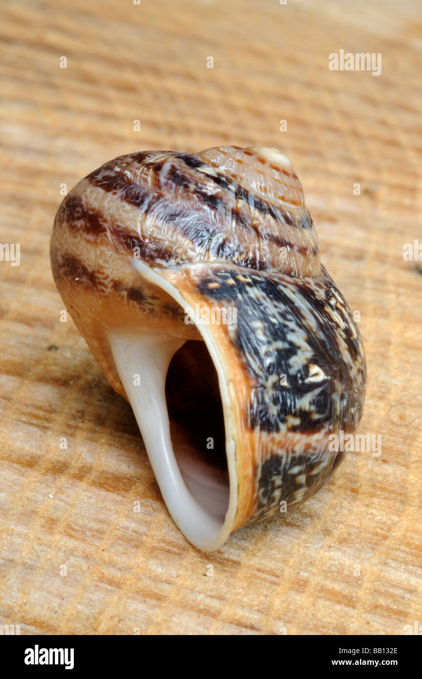 A Close up of a snail shell Stock Photo - Alamy