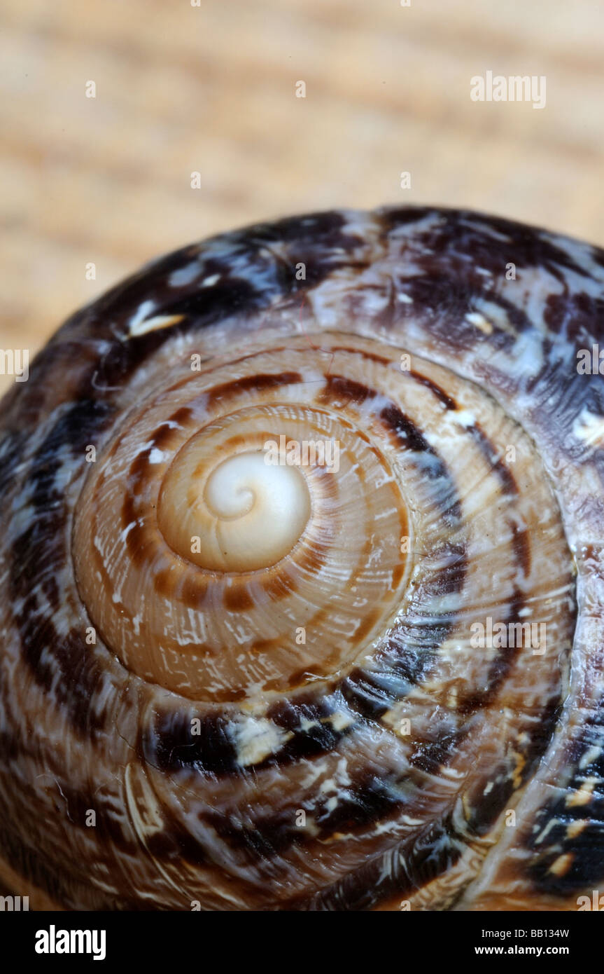 Snaul Shell A Close up of a snail shell Stock Photo - Alamy