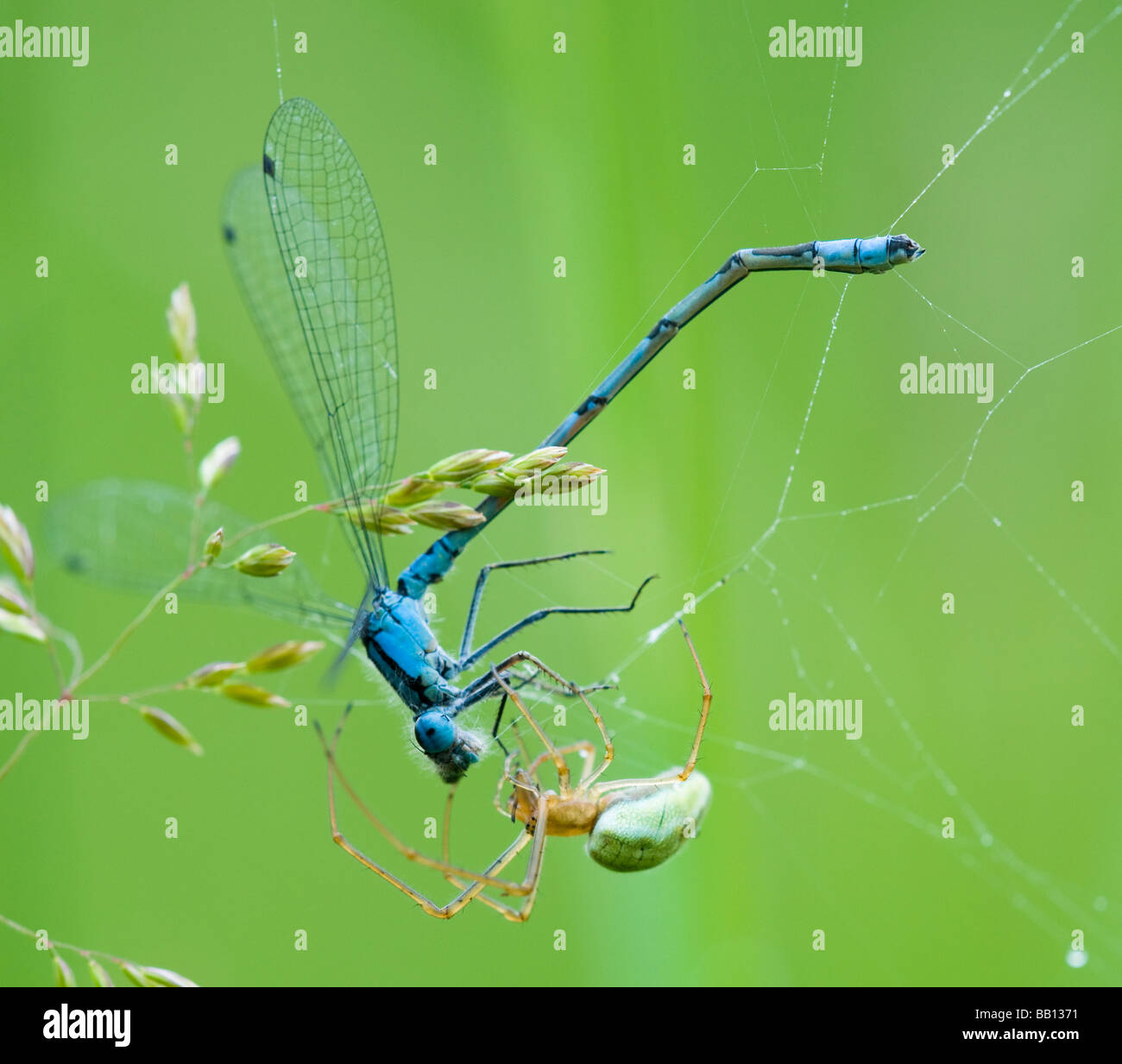 Common Blue Damselfly caught by spider Stock Photo - Alamy