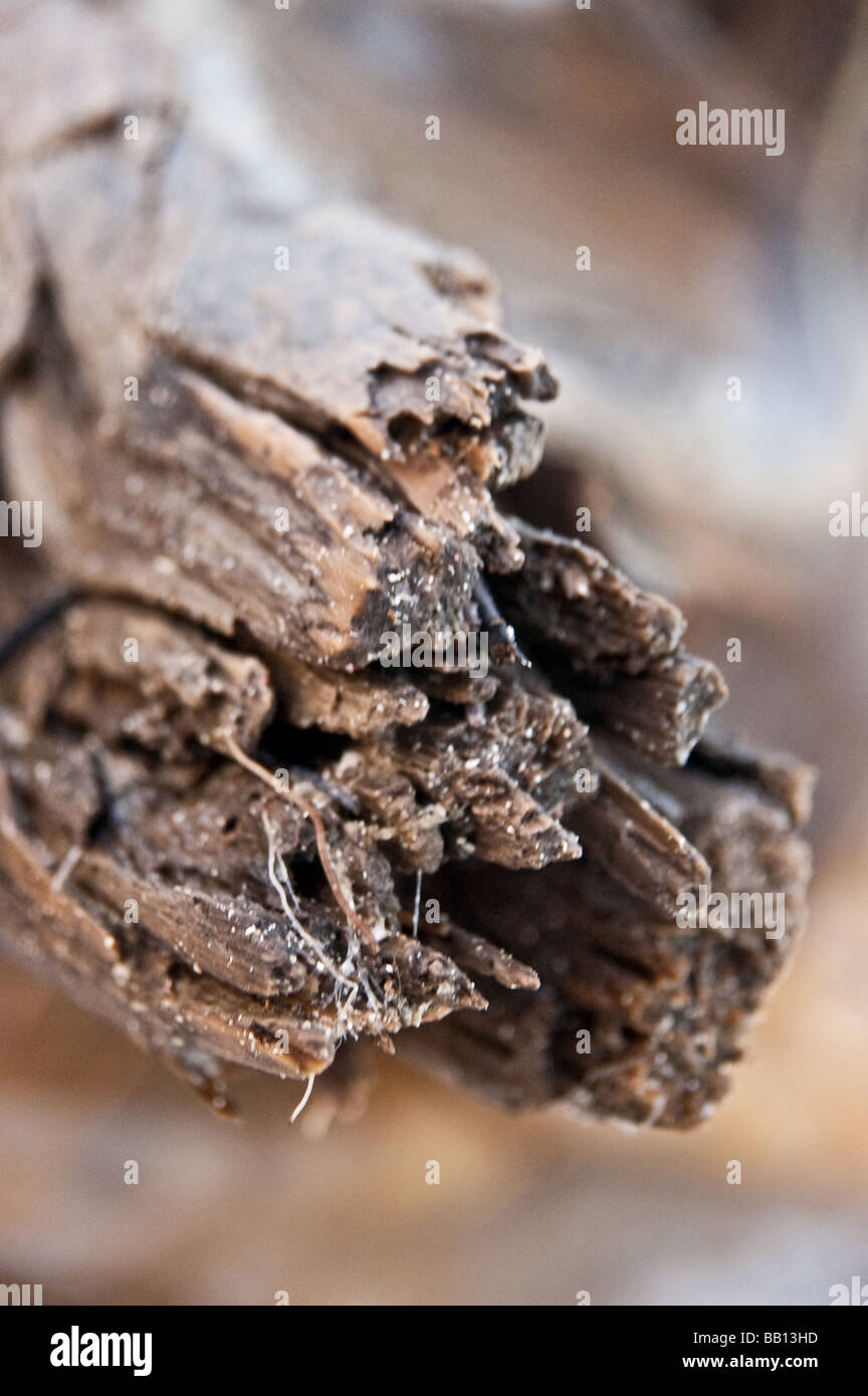 Driftwood on the beach in Dominican Republic Stock Photo