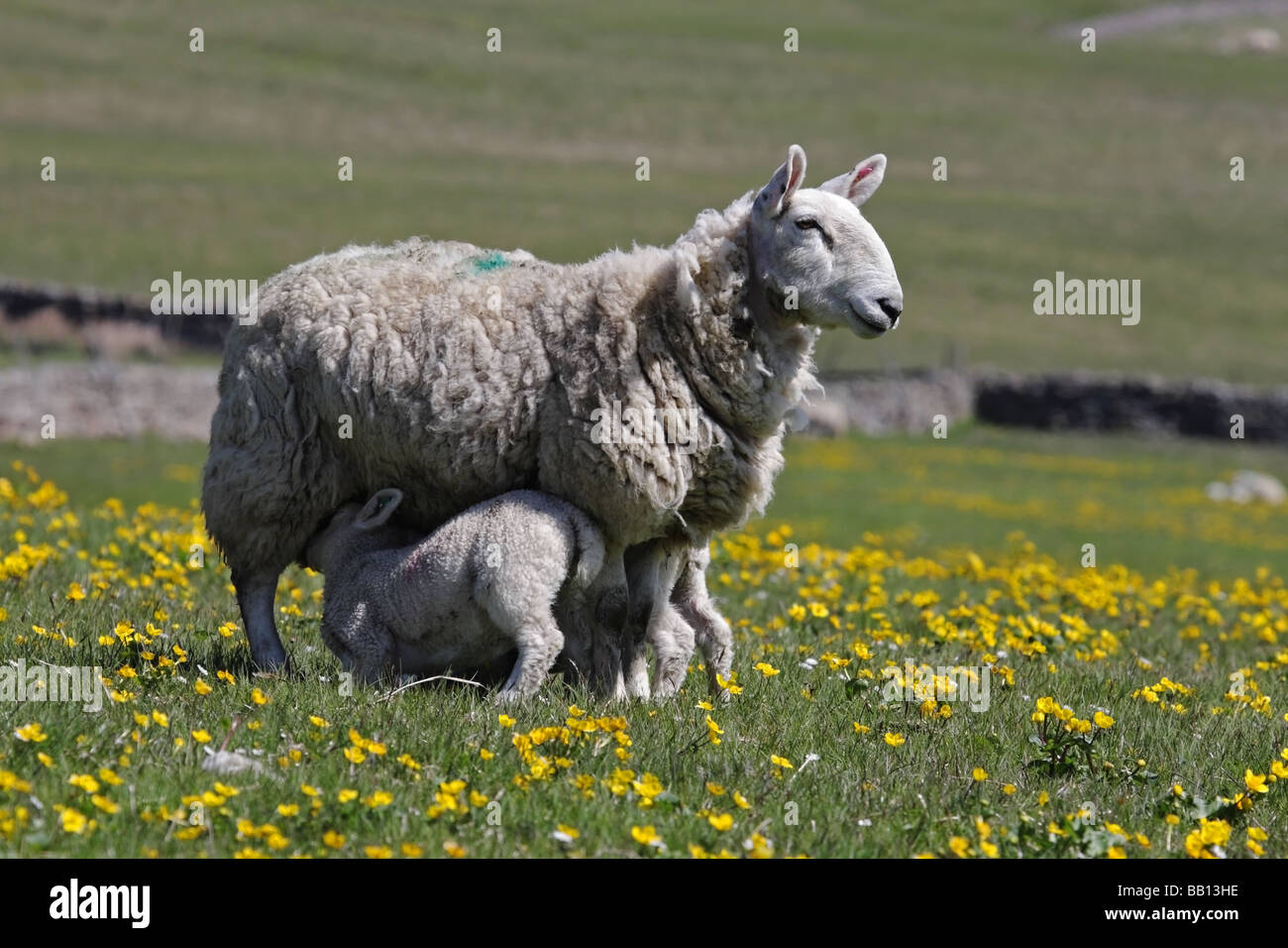 Ewe feeding lambs hi-res stock photography and images - Alamy