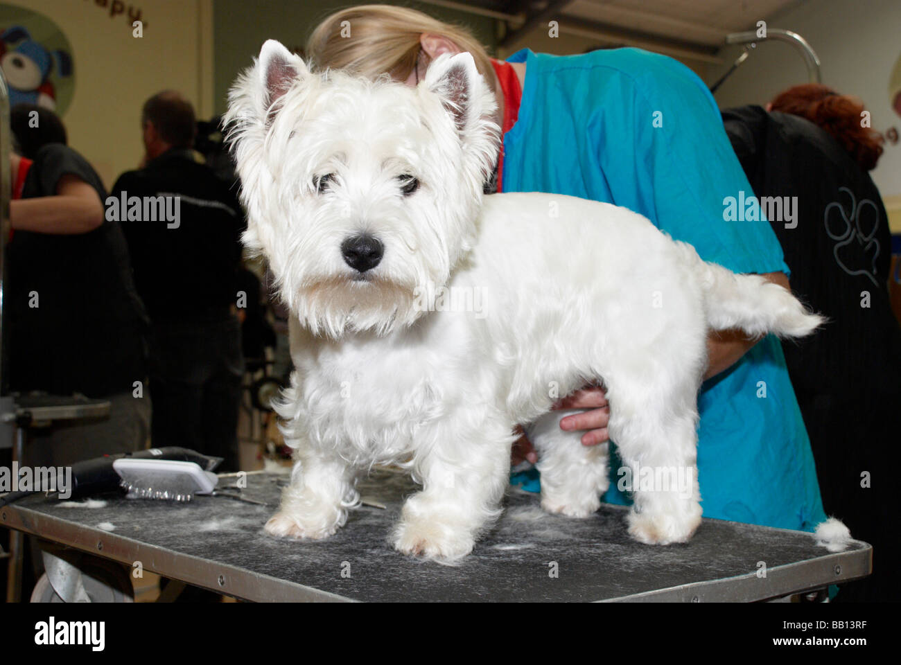 The Premier Groom dog grooming competition at MyPetStop in Tingley