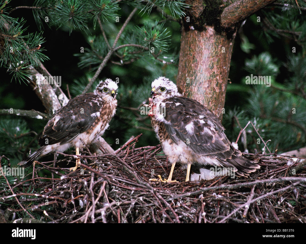 Hawk.Sparrowhawk 'Accipiter nisus' Two almost fledged young standing oa a nest in a conifer tree. Stock Photo
