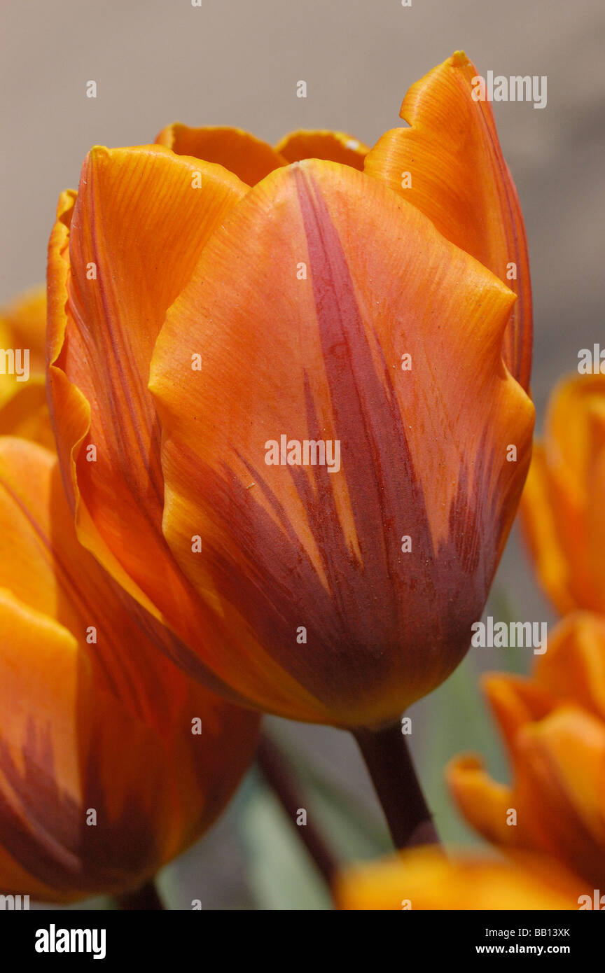 tulips Princess Irene Keukenhof The Netherlands Stock Photo