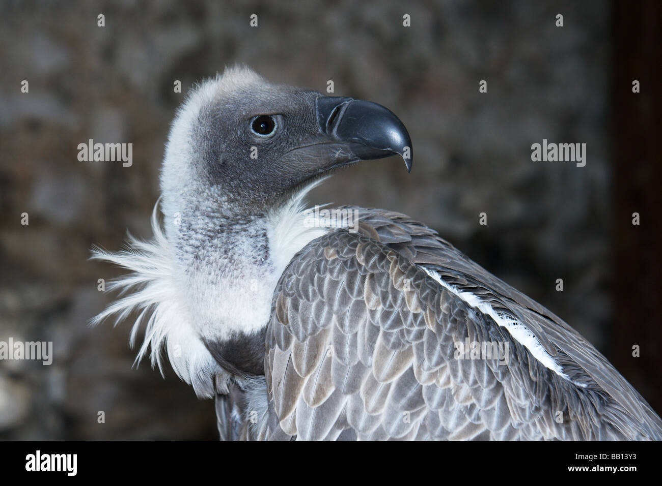 Vulture.Himalayan Griffon Vulture 'Gyps himalayensis'.Adult.Head and ...