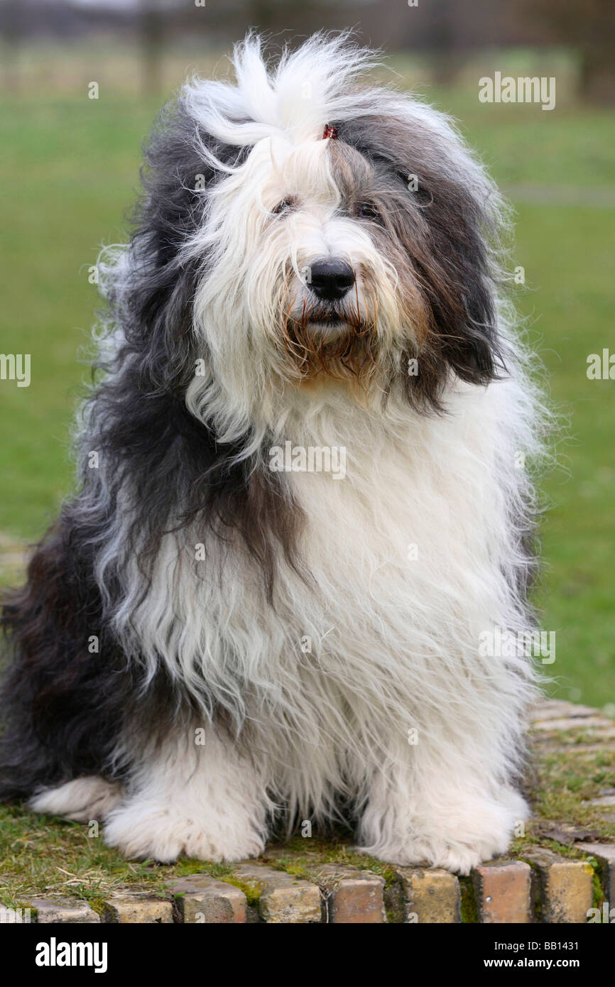 Bobtail and Bearded Collies, Old English Shepherd Dog Stock Photo - Alamy