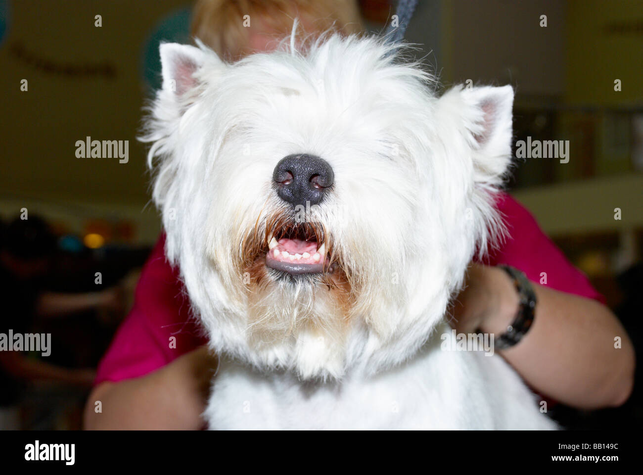 The Premier Groom dog grooming competition at MyPetStop in Tingley