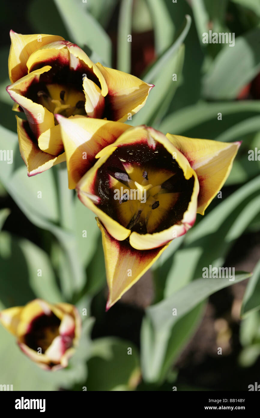 Tulip Variety  Gavota in a Cheshire Garden, England Stock Photo