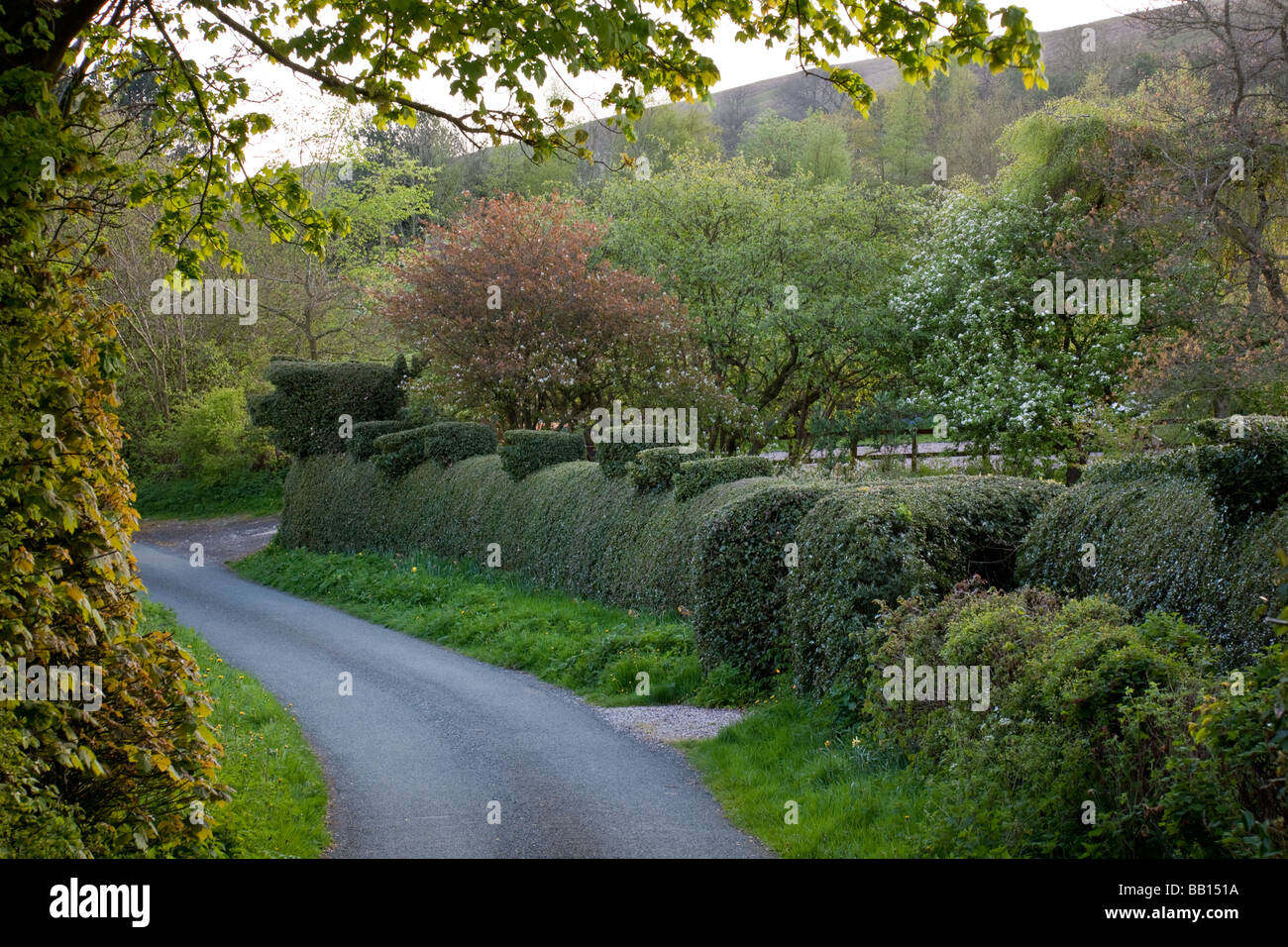 Pig topiary along Ragdon Lane, near Church Stretton, Shropshire, England Stock Photo