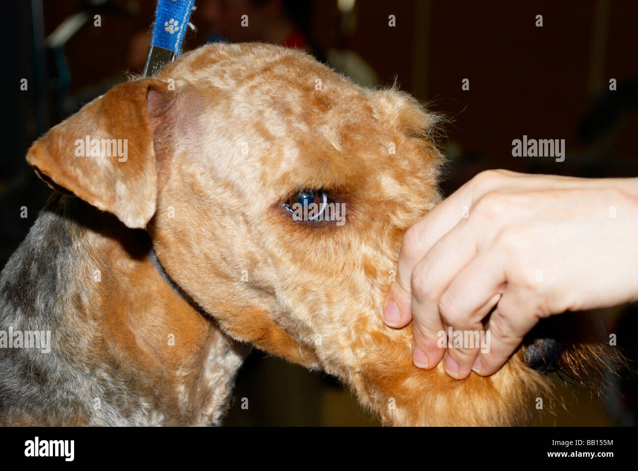 The Premier Groom dog grooming competition at MyPetStop in Tingley