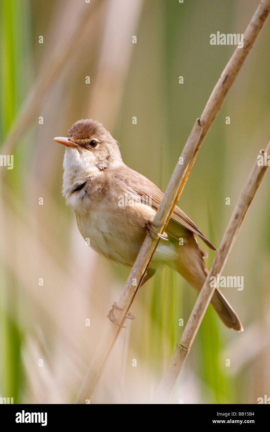 Eurasian Reed Warbler Stock Photo