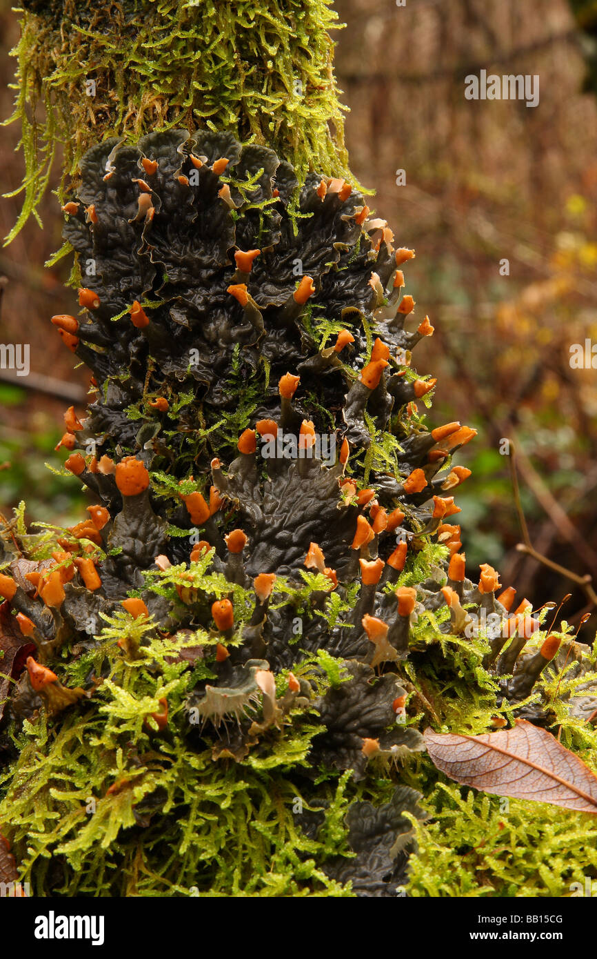 Dog lichen growing on the branch of a tree in very damp conditions. Stock Photo