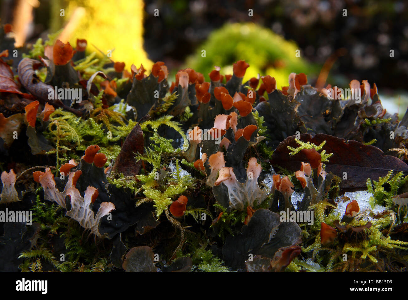 Dog lichen growing on the branch of a tree in very damp conditions. Stock Photo