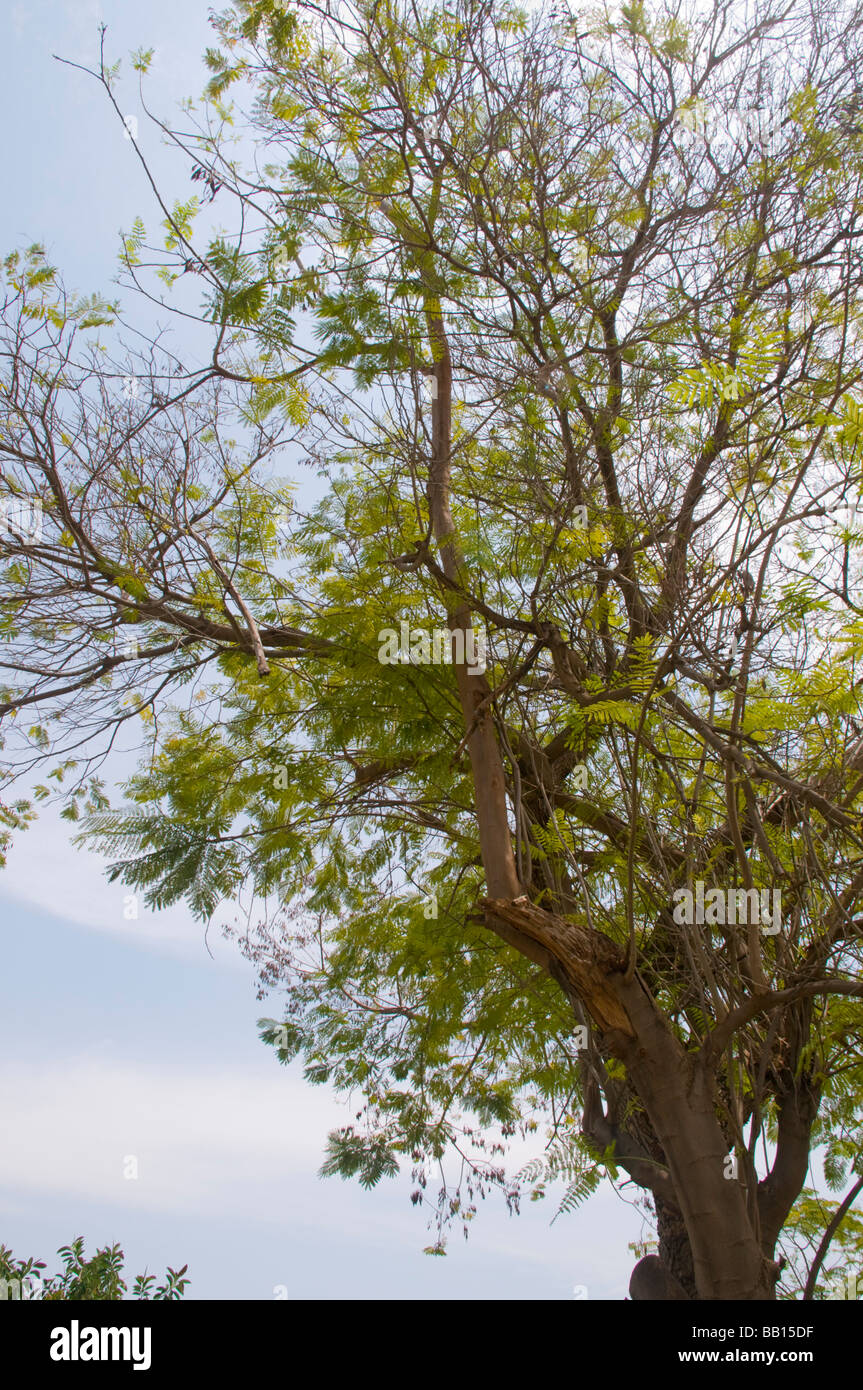 Peltophorum dubium Yellow Poinciana Stock Photo