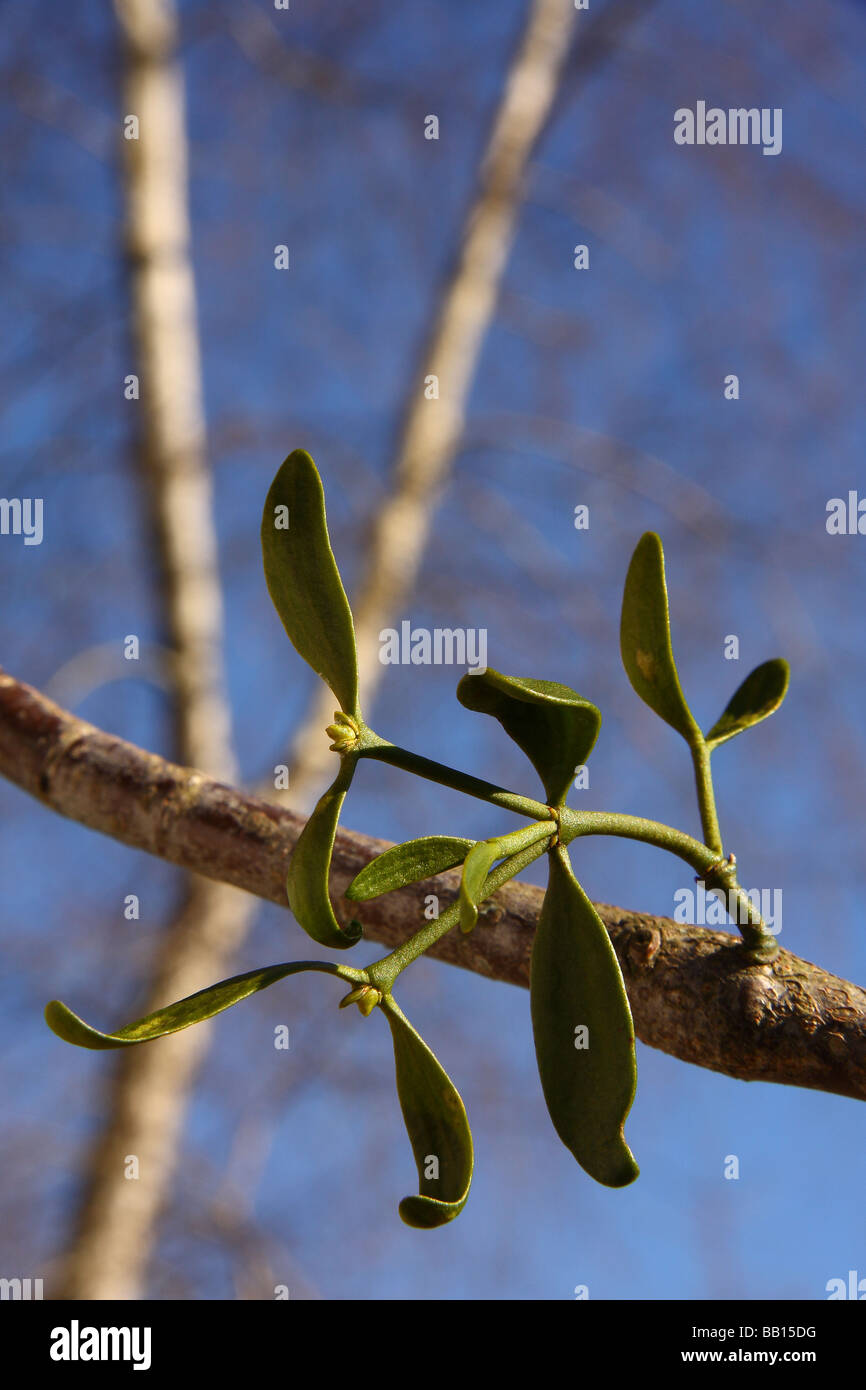 A young sprig of Mistletoe just starting to grow on the branch of a lime tree. Stock Photo