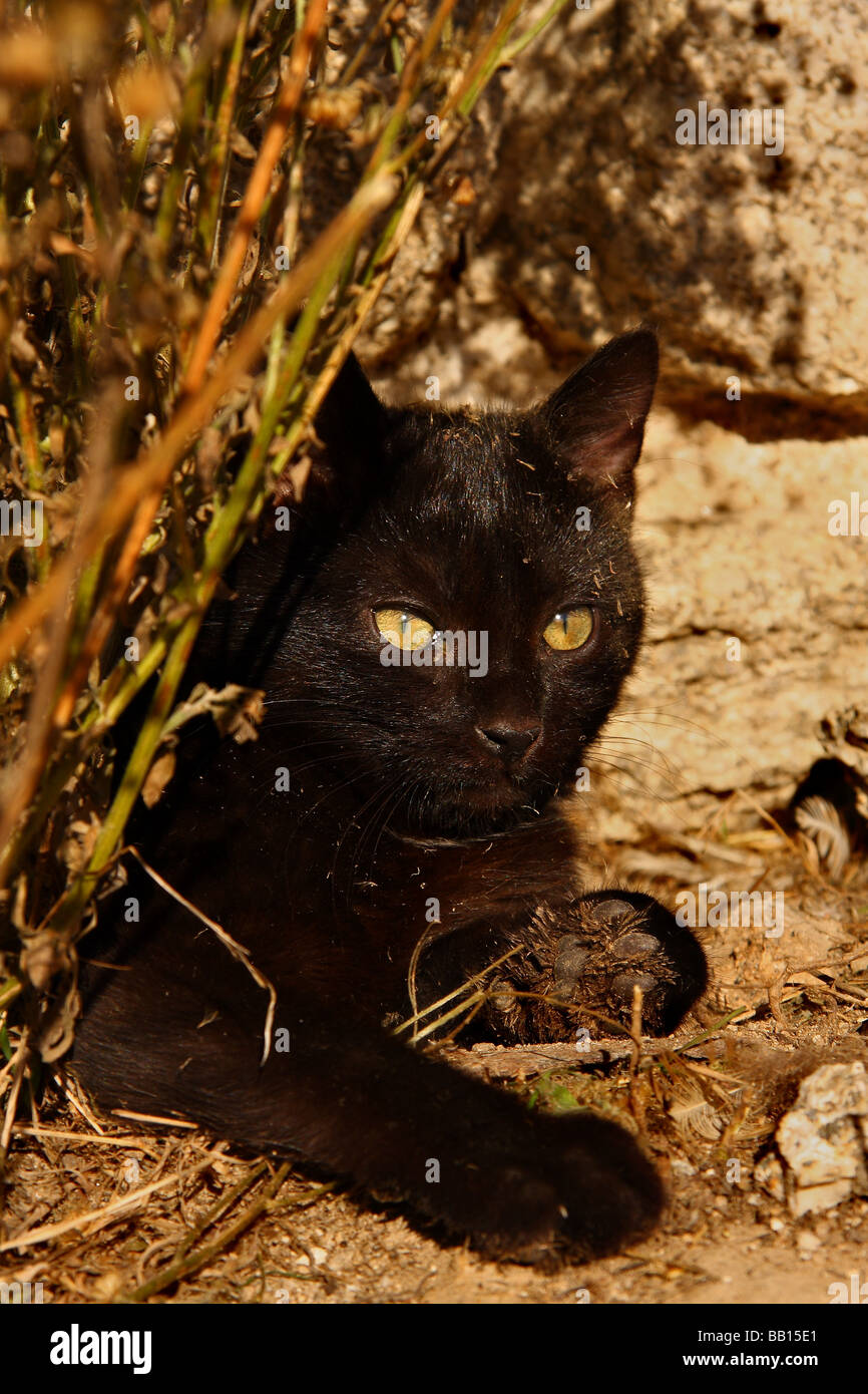 A black kitten resting beside some dry grass in front of a stone wall his fur covered with bits of dust and grass. Stock Photo