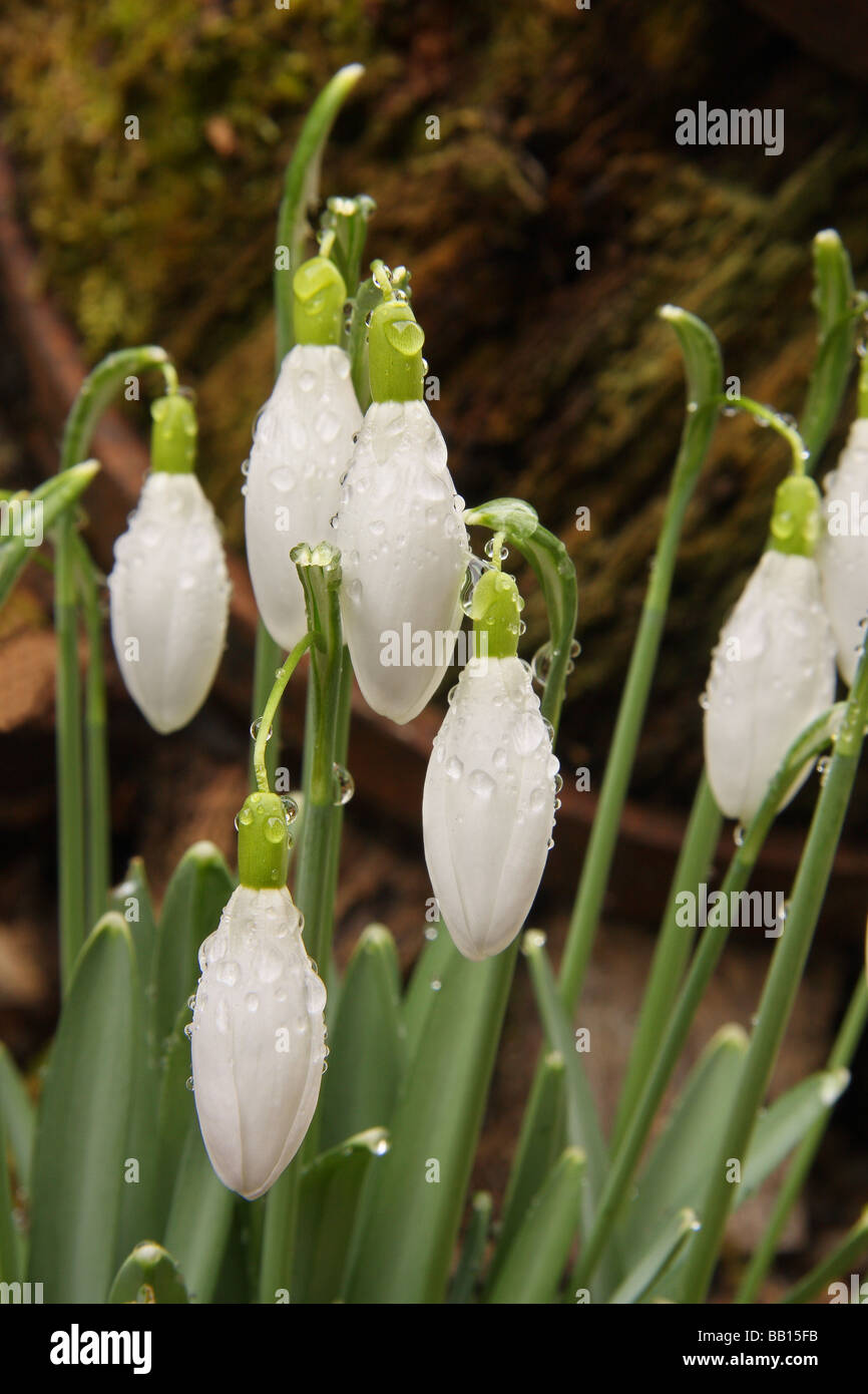 Close up of several Snowdrop flowers covered in dew growing in front of an old cart wheel. Limousin. France. Stock Photo