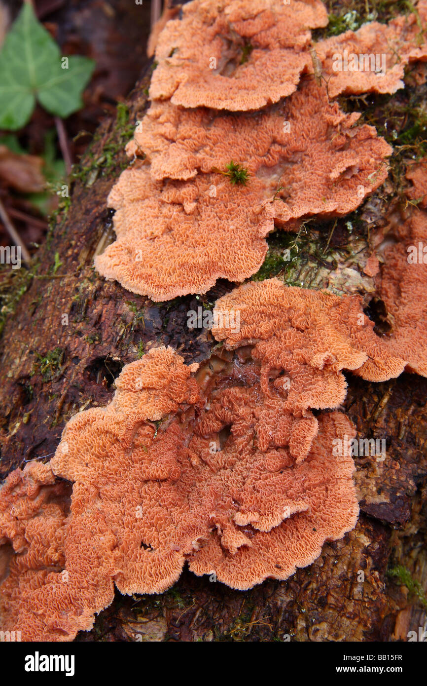 A large patch of Merulius tremellosus fungi on a fallen branch in woodland. Creuse. France. Stock Photo
