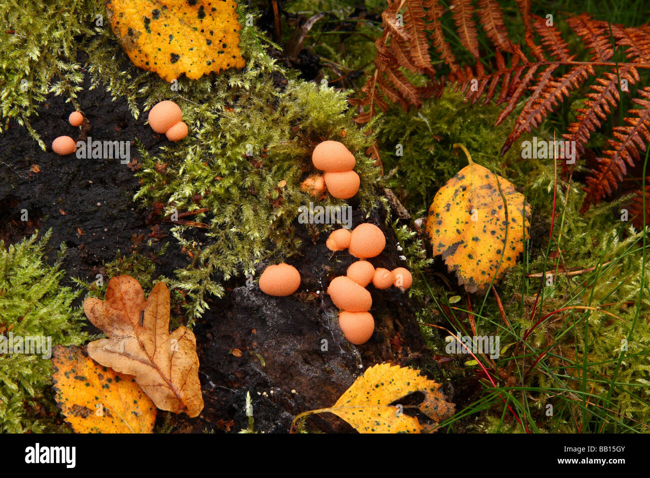 A small group of Hypoxylon fragiforme fungi growing on rotten wood on the forest floor. Surrey England. Stock Photo