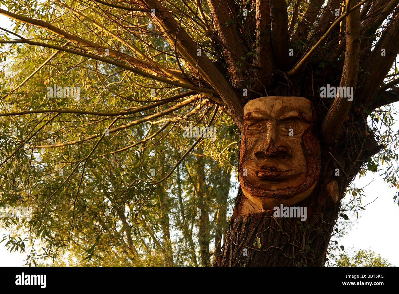 a carved face on a Willow tree next to the Wey river in Guildford Surrey Done by the chainsaw pirates Stock Photo