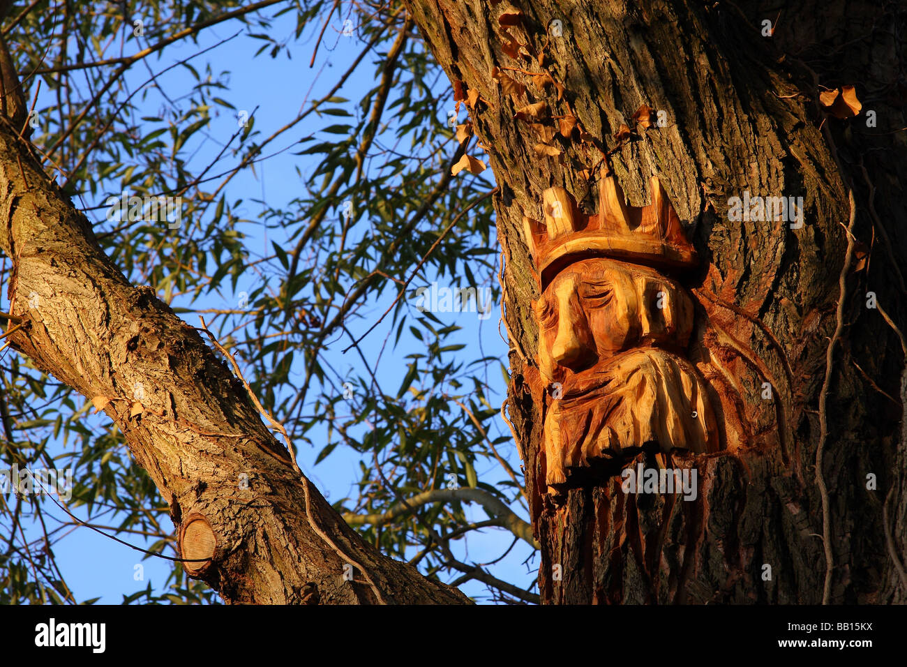 a carved face on a Willow tree next to the Wey river in Guildford Surrey Done by the chainsaw pirates Stock Photo