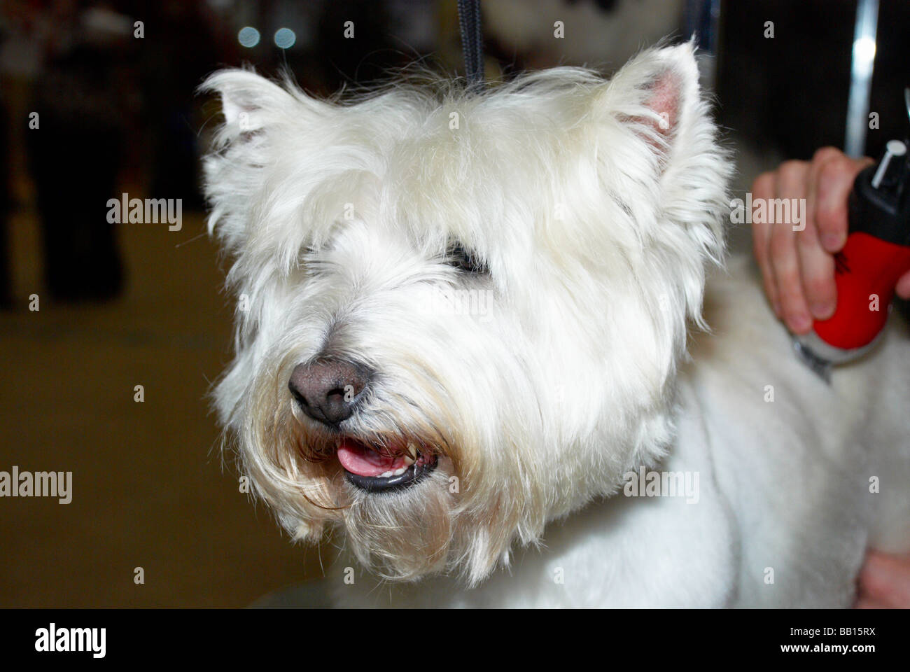 The Premier Groom dog grooming competition at MyPetStop in Tingley