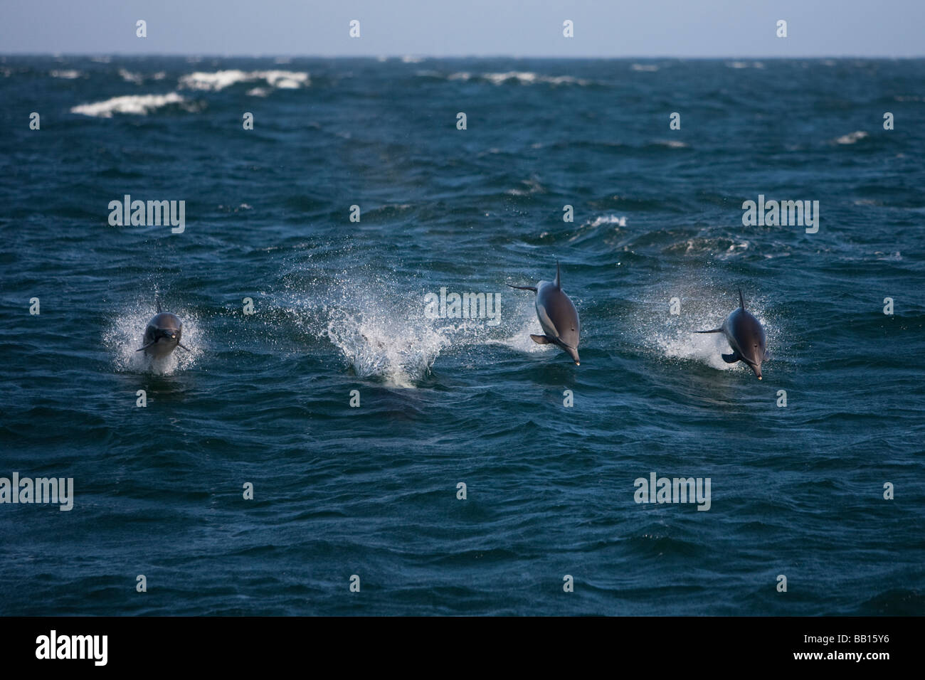 Kapdelfin Long beaked Common Dolphin Delphinus capensis group leaping in full speed Pacific ocean Stock Photo