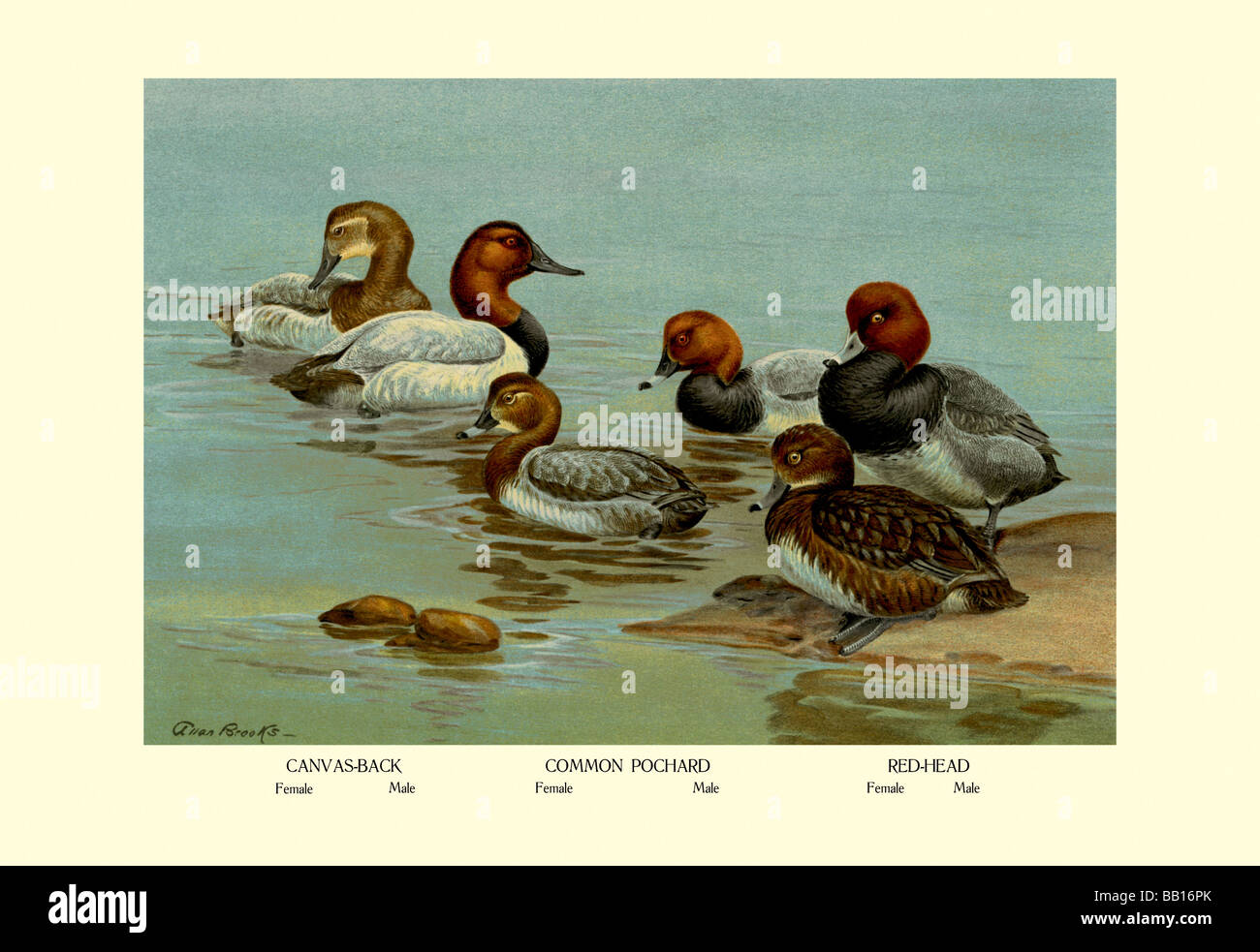 Canvas-Back,Common Pochard and Red-Head Ducks Stock Photo