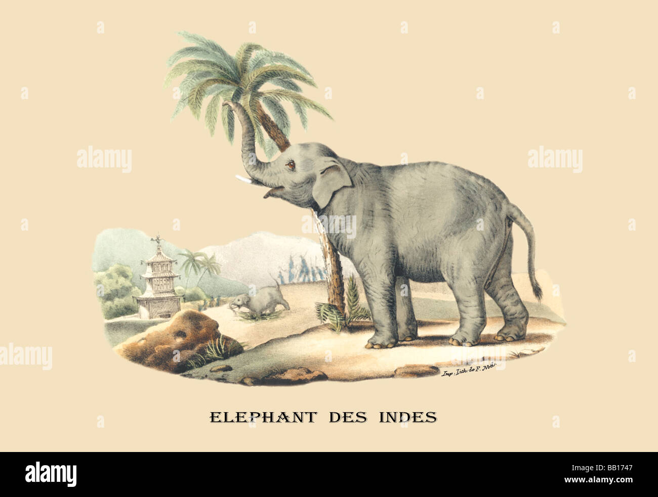 Elephant d'Inde Stock Photo