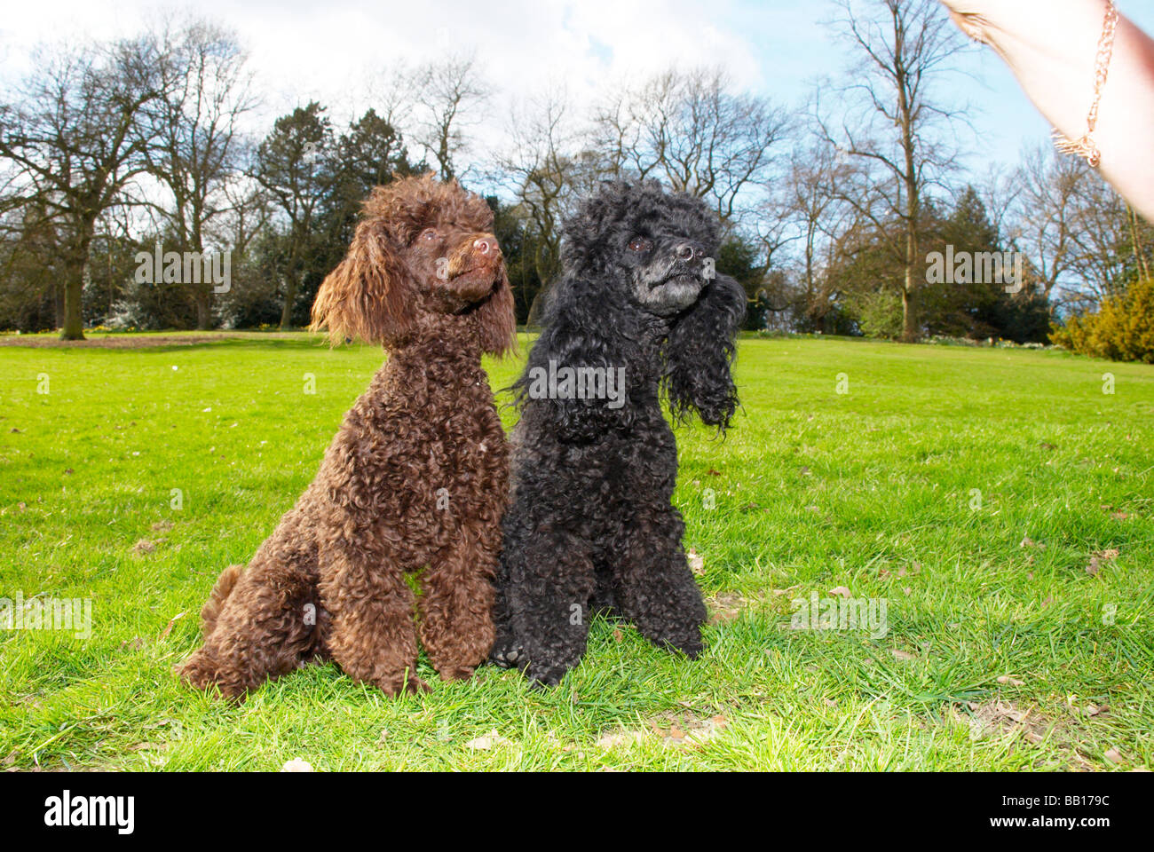Ted Riding Dog Bill & Ted in the park Stock Photo - Alamy