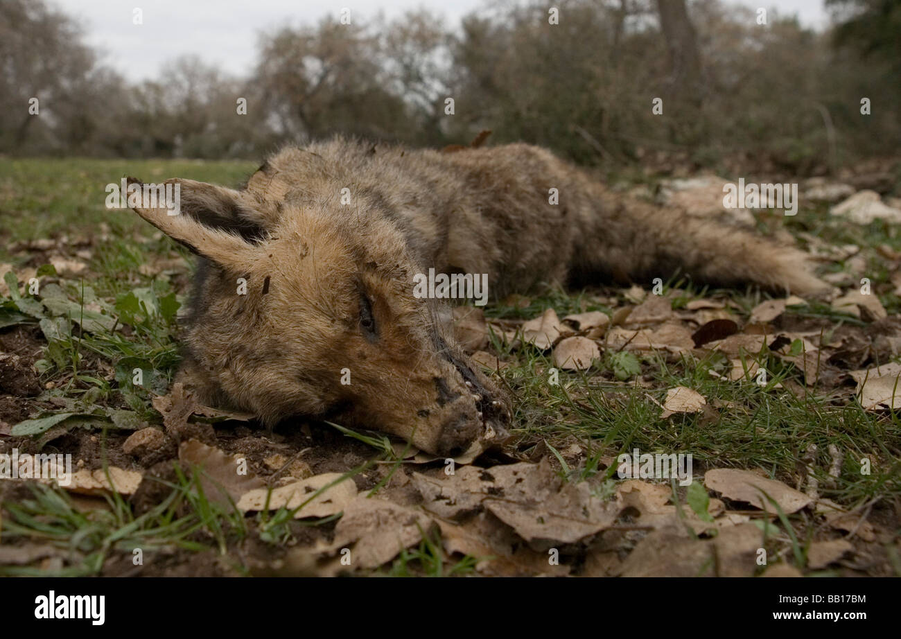 Israel A dead wolf probably poisoned by insecticides Stock Photo