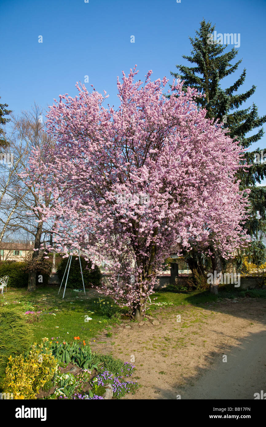 Ornamental cherry tree garden hi-res stock photography and images - Alamy