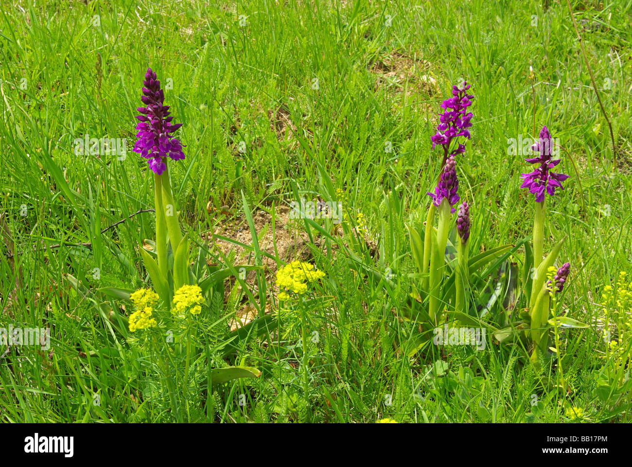 Knabenkraut Breitblättriges western marsh orchid 02 Stock Photo