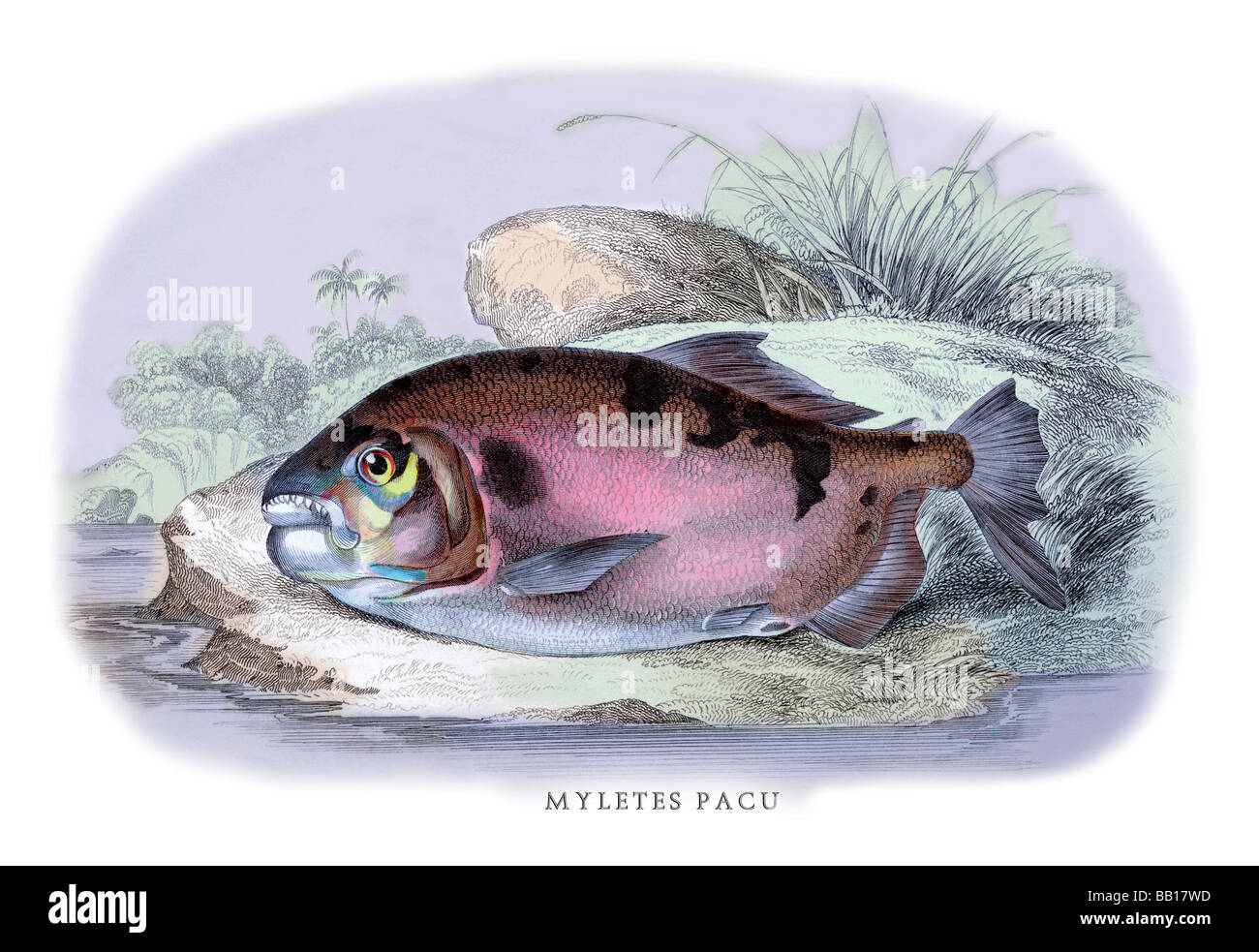 Myletes Pacu #1 Stock Photo - Alamy