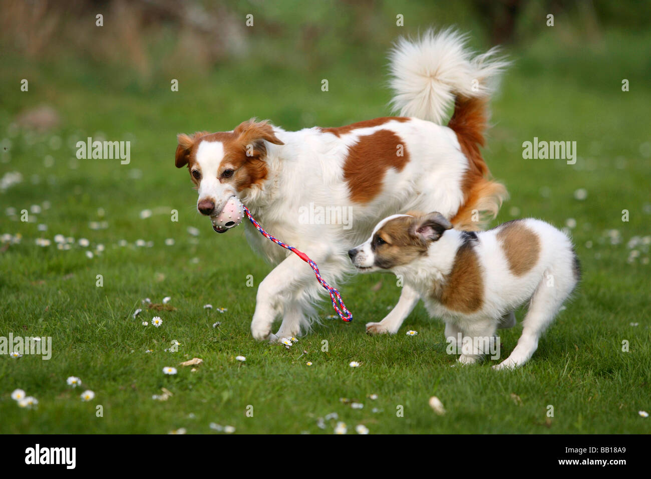 Kromfohrlander puppies cheap