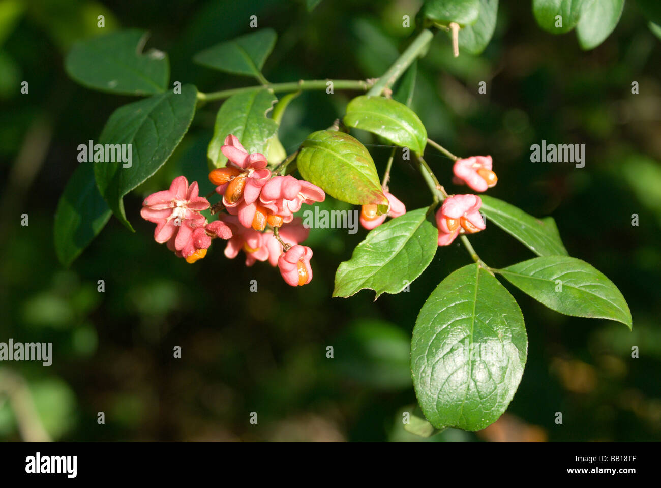 close up of flowers on spindle bush euonymus europaeus glamorgan canal local nature reerve whitchurch cardiff south wales Stock Photo
