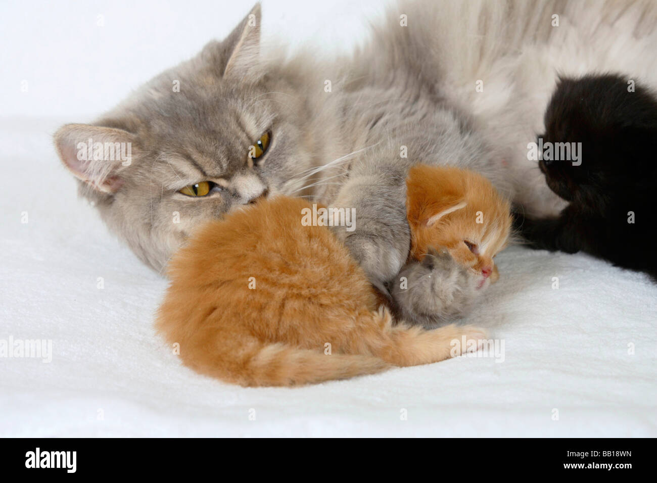 British Longhair Cat Blue Cream Silver Tabby Mackerel With Kittens
