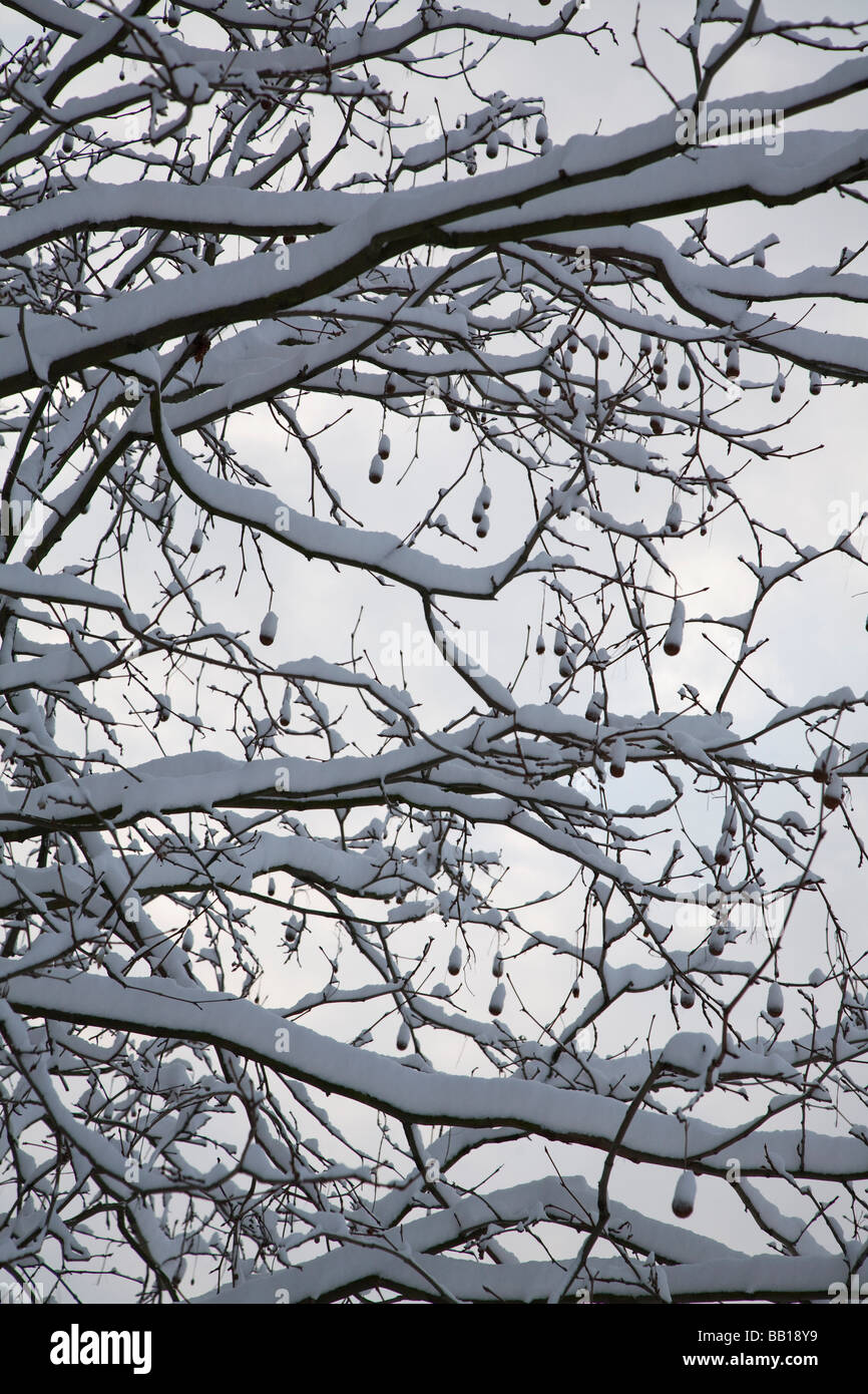 London plane tree snow hi-res stock photography and images - Alamy