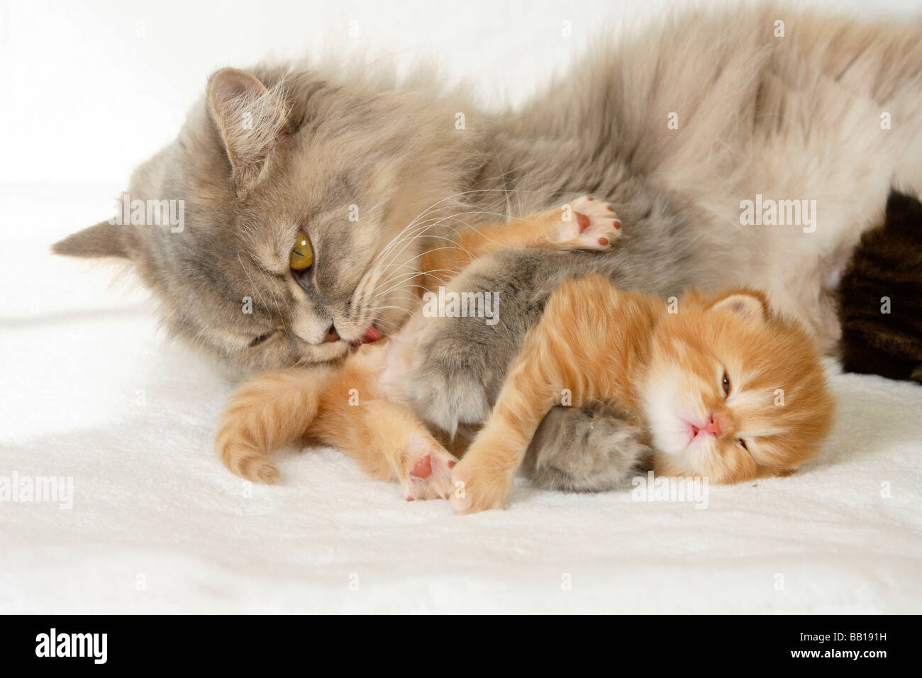 British Longhair Cat blue cream silver tabby mackerel washing kitten 3 weeks Highlander Lowlander Britanica Stock Photo