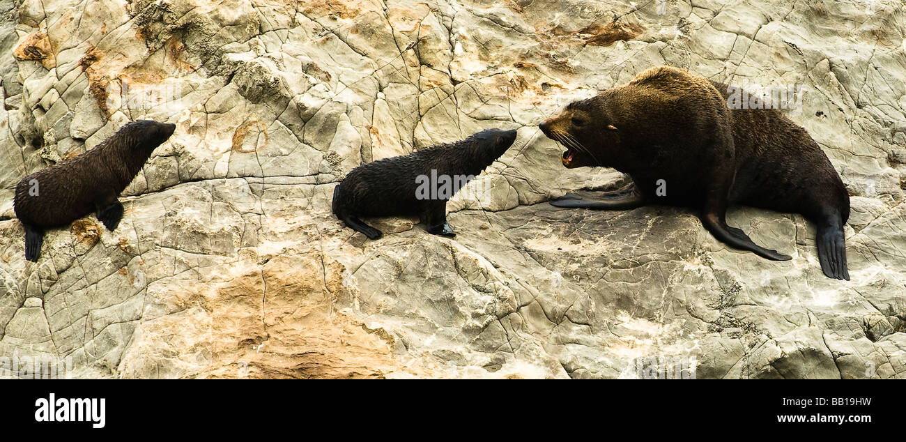 Fur Seals Family near Kaikoura South Island New Zealand Stock Photo Alamy