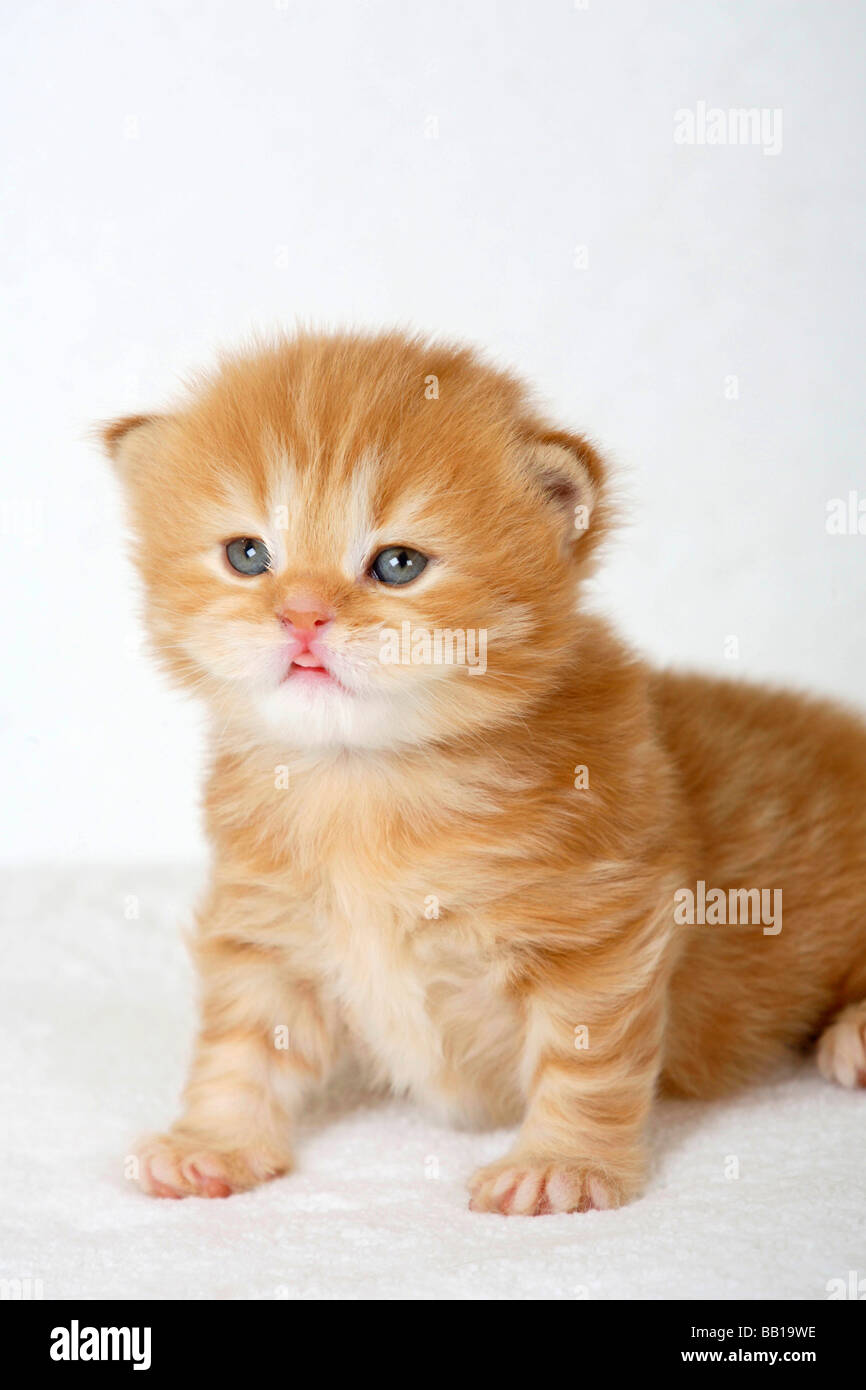 British Longhair Cat Kitten 3 Weeks Red Tabby Highlander Lowlander